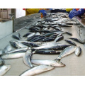 สายการผลิตปลาทูน่ากระป๋องปรุงรสอัตโนมัติ